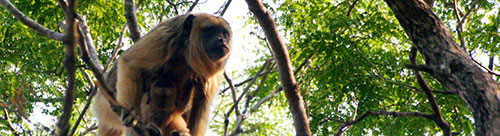 Brazil Pantanal