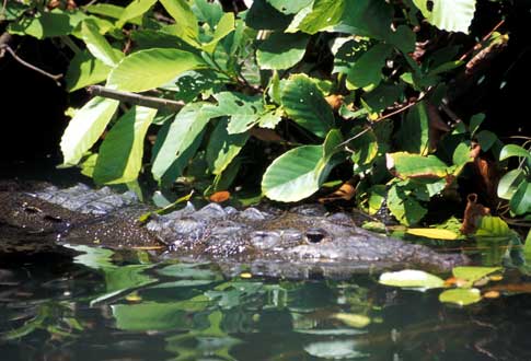B07_22_crocodile_brochure