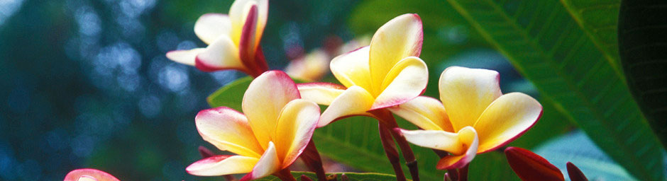 Belize Flower