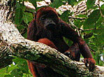 Brazil Amazon RSA THUMB