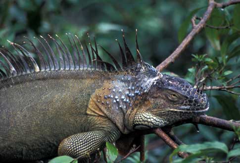 CR18_treeiguana