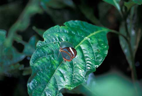 CR15_18_insect_web