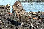 Flightless Cormorant 2