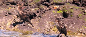 Flightless Cormorants on the Island of Fernandina