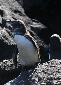 The Galapagos Penguin:  One of Many Things You Can See Only in the Galapagos Islands