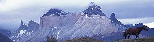 Patagonia Argentina Chile Horse
