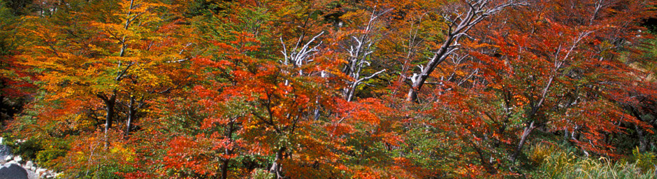 Patagonia Argentina Chile Paine