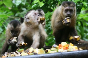 goiania monkey1