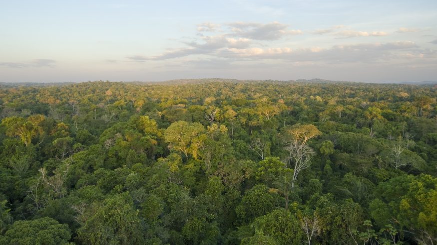 Amazon rainforest canopy view