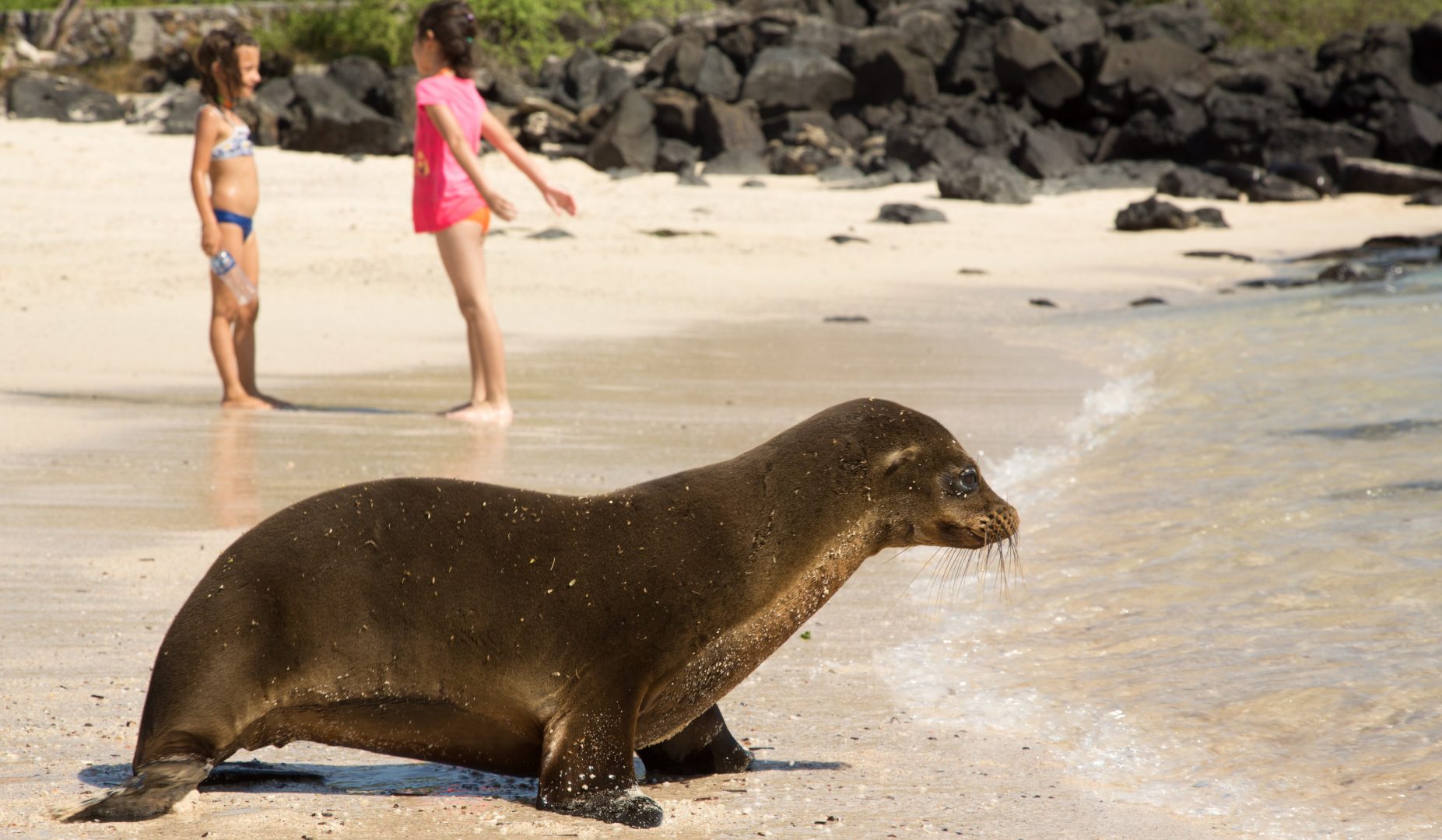 Galapagos sea lion with child