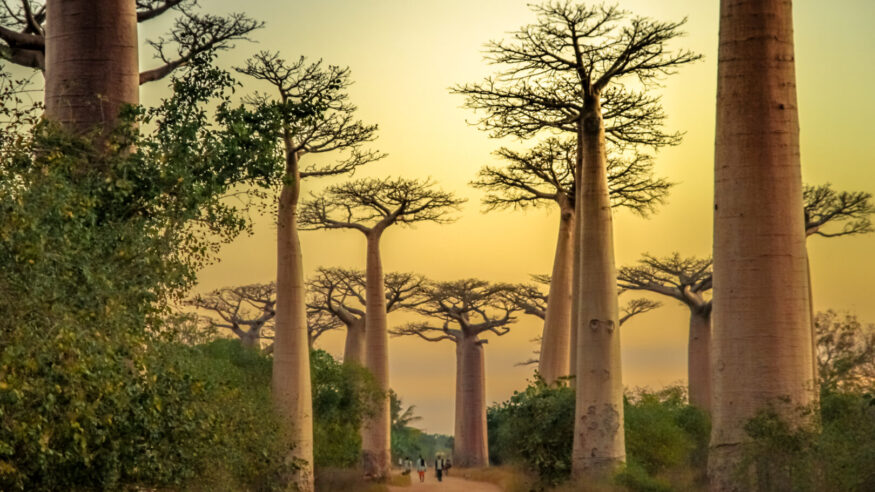 Sunset in the famous Avenida de Baobab near Morondava in Madagascar