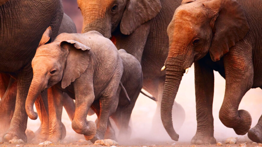 Elephant herd on the run in Etosha desert