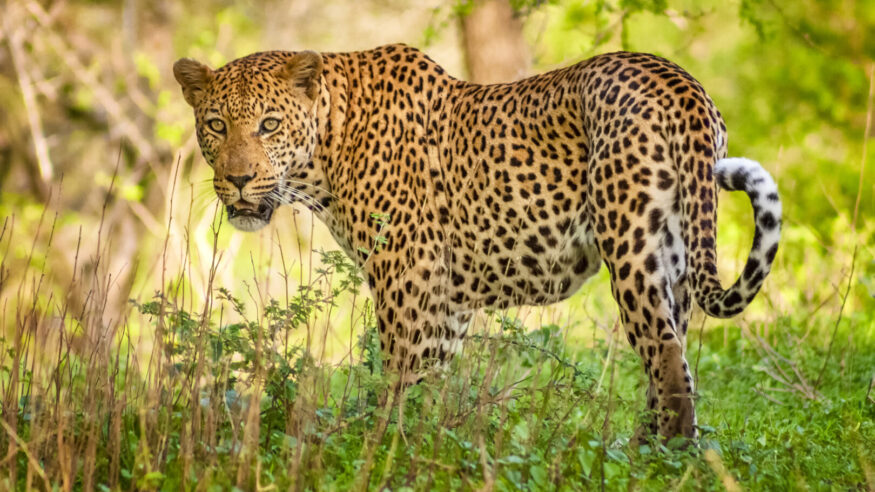 Wildlife African leopard in Kruger National Park, South Africa.(shoot nearby the nyamunda dam - kruger national park)