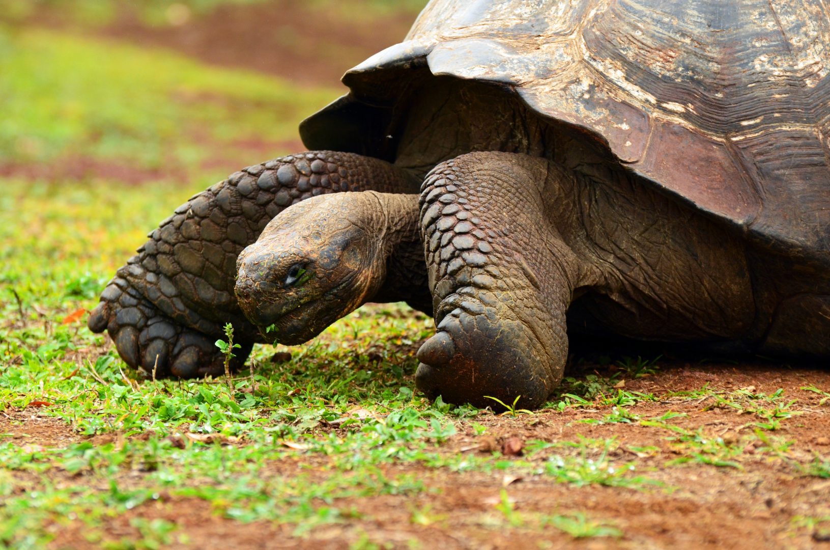 Tortoise reserve