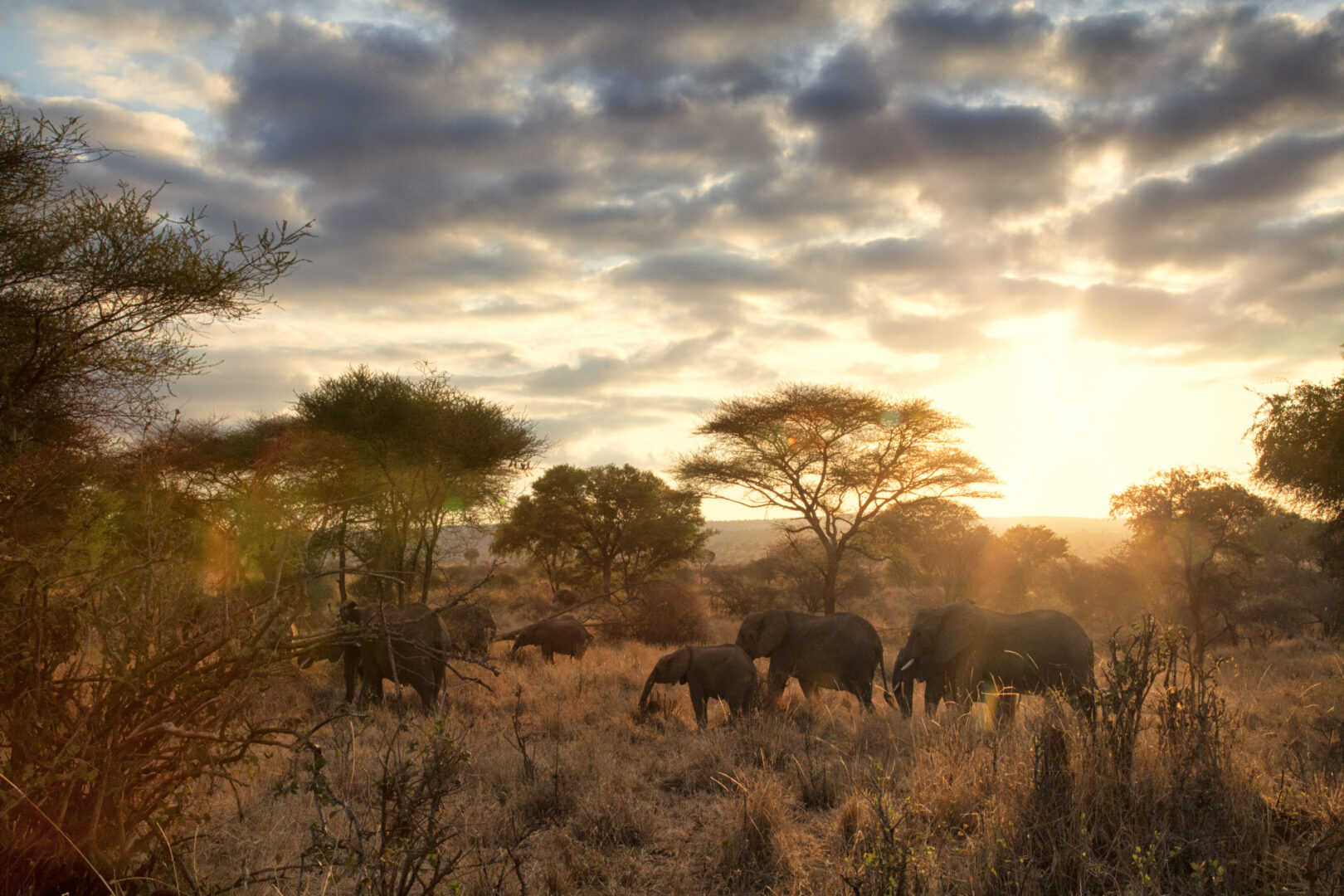 Postereck-Poster 1435-Elephant Animal Nature Landscape Forest Safari Africa Wild 