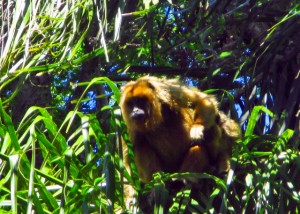 Howler monkey