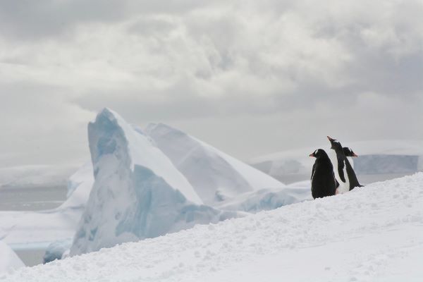 Two penguins standing in the snow with icebergs in the background in Antarctica.