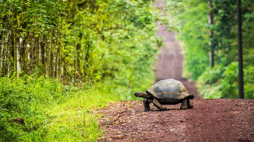 Galapagos giant tortoise crossing the road